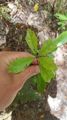 Alseuosmia banksii banksii