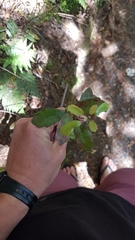 Alseuosmia banksii banksii