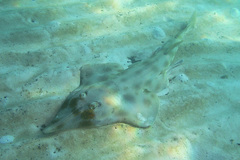 Aptychotrema rostrata