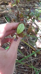 Alseuosmia banksii banksii