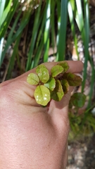 Alseuosmia banksii banksii