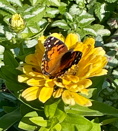 American Lady