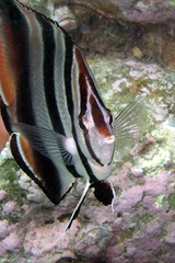 Chelmonops truncatus