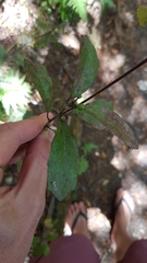 Alseuosmia banksii banksii