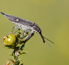 Rhinotia bidentata