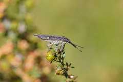 Rhinotia bidentata