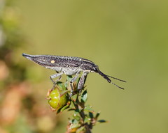 Rhinotia bidentata