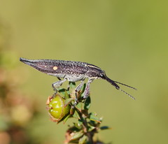 Rhinotia bidentata