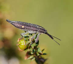 Rhinotia bidentata