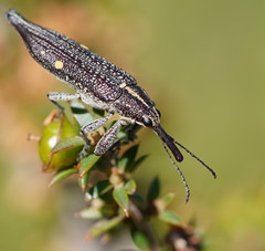 Rhinotia bidentata