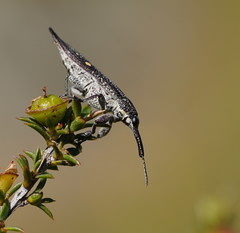 Rhinotia bidentata