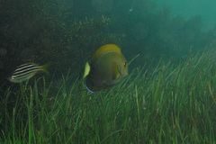 Acanthurus dussumieri