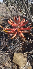 Aloe longistyla