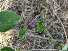 Hypoestes purpurea
