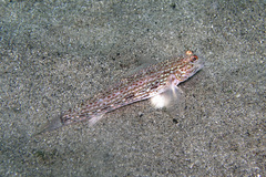 Istigobius hoesei
