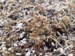 Selaginella peruviana