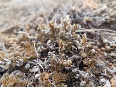 Selaginella peruviana