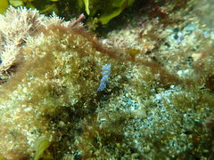 Phyllodesmium macphersonae