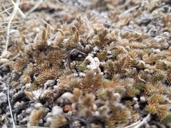 Selaginella peruviana