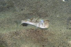 Torquigener pleurogramma