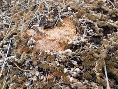 Selaginella peruviana