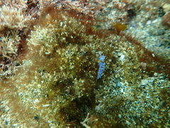 Phyllodesmium macphersonae