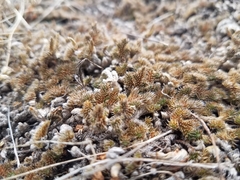 Selaginella peruviana