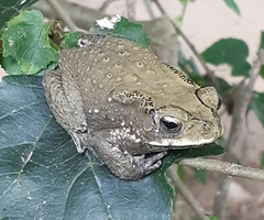 Duttaphrynus melanostictus