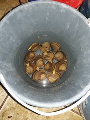 Megapitaria squalida