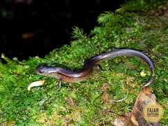 Subdoluseps bowringii