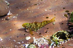 Aplodactylus lophodon