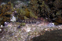 Aplodactylus lophodon