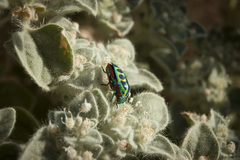 Calidea dregii