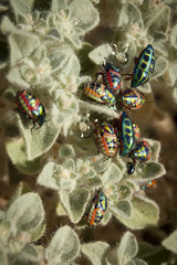 Calidea dregii