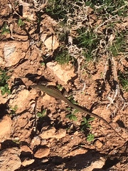 Podarcis filfolensis maltensis