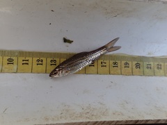 Enteromius bifrenatus