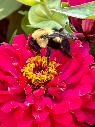 Brown-belted Bumble Bee