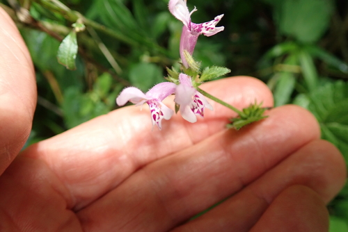 Image of Mauve Stachys (Stachys tubulosa) by no rights reserved