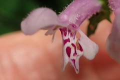 Stachys tubulosa