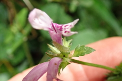 Stachys tubulosa