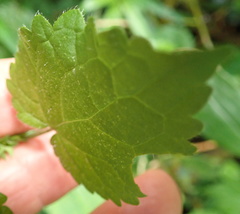 Stachys tubulosa