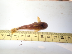 Chiloglanis pretoriae