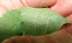 Stachys tubulosa