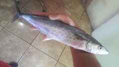 Scomberomorus maculatus