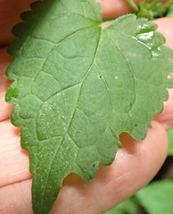 Stachys tubulosa