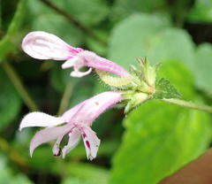 Stachys tubulosa