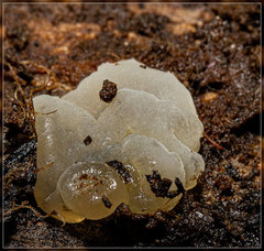 Exidia novozealandica