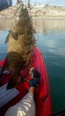 Mycteroperca rosacea