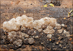 Exidia novozealandica