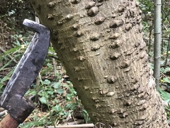 Zanthoxylum ailanthoides ailanthoides